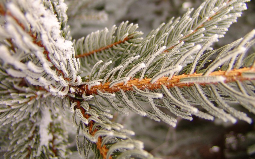 Winter Tree Branches  Background HD Images Photos