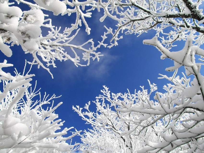 Winter Tree Branches  Background HD Images Photos