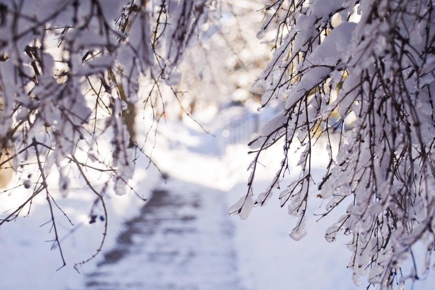 Winter Tree Branches  Background HD Images Photos