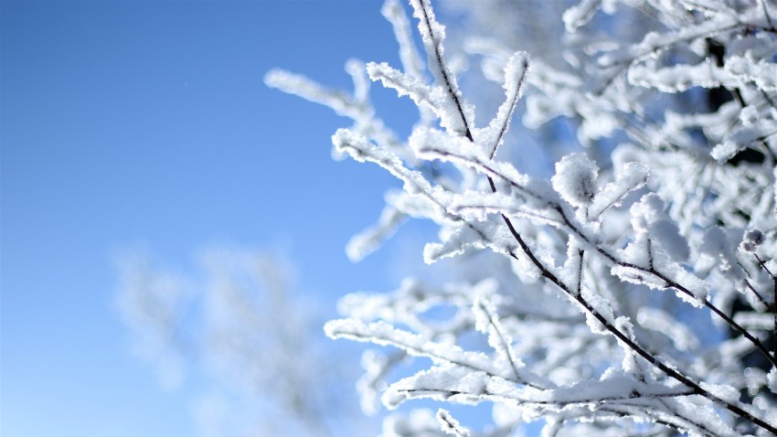 Winter Tree Branches  Background HD Images Photos