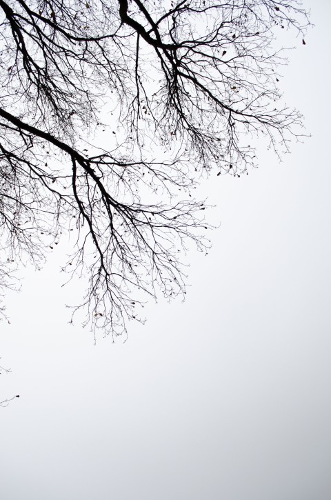 Winter Tree Branches  Background HD Images Photos