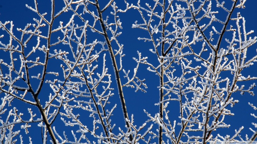 Winter Tree Branches  Background HD Images Photos