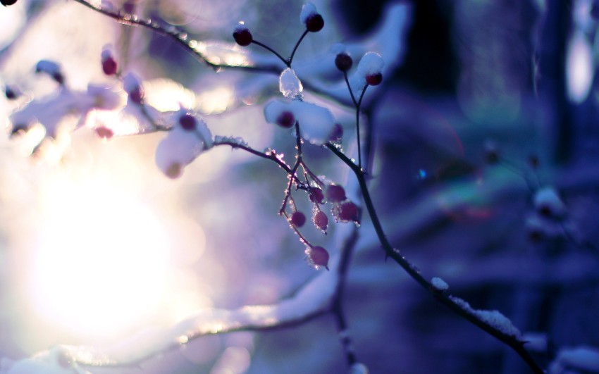 Winter Tree Branches  Background HD Images Photos