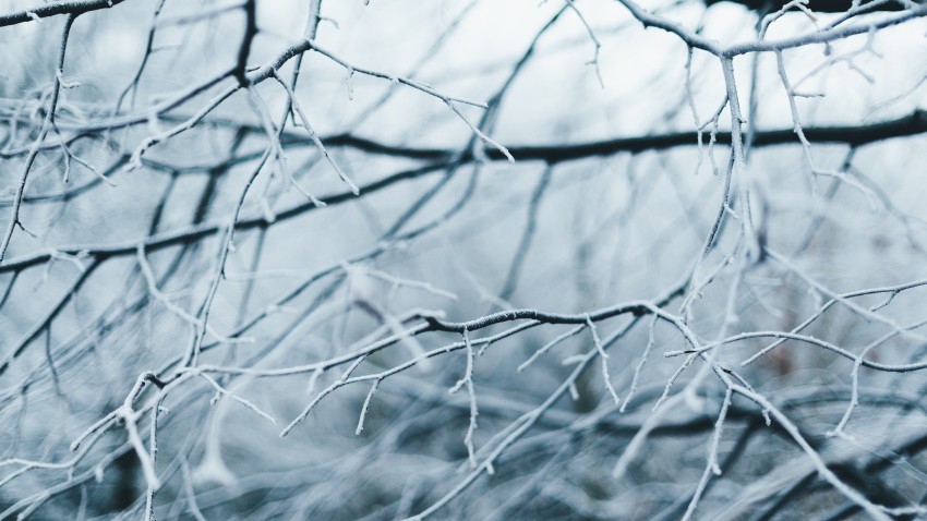 Winter Tree Branches  Background HD Images Photos