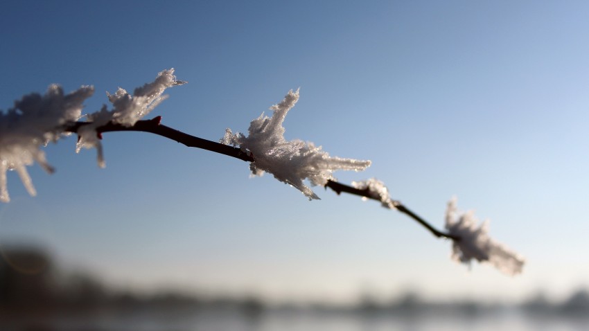 Winter Tree Branches  Background HD Images Photos