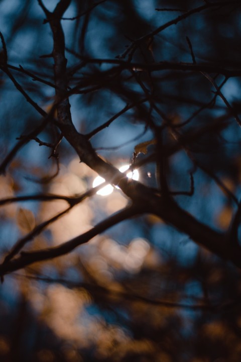 Winter Tree Branches  Background HD Images Photos