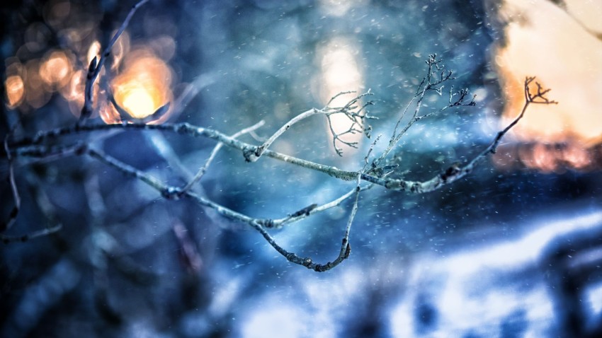 Winter Tree Branches  Background HD Images Photos