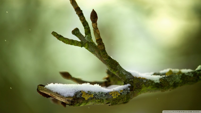 Winter Tree Branches  Background HD Images Photos