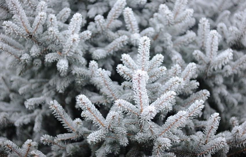 Winter Tree Branches  Background HD Images Photos