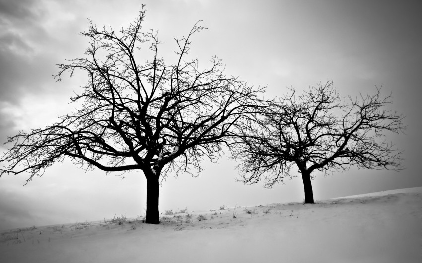 Winter Tree Branches  Background HD Images Photos