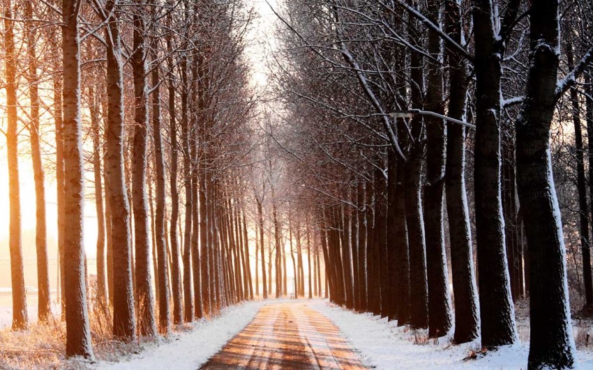 Winter Tree Forest Road Background Full HD Wallpaper