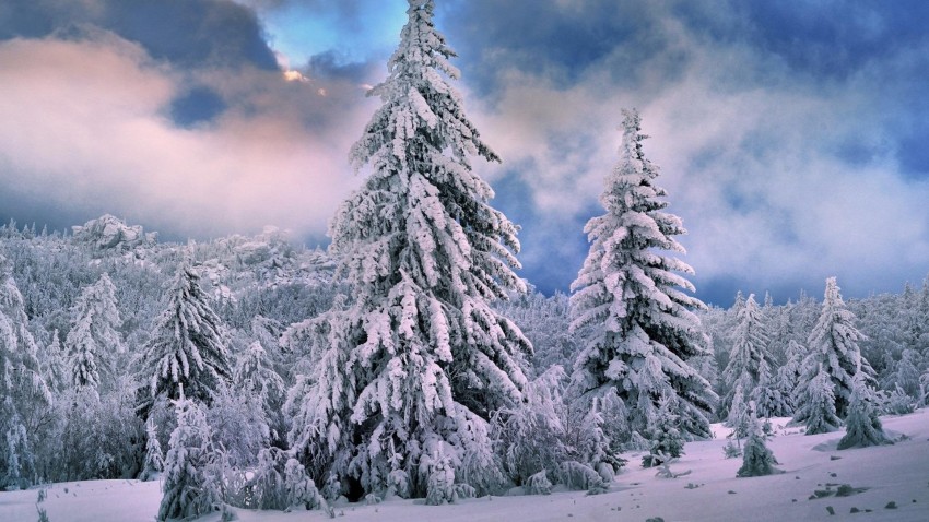 Winter Tree Forest Wallpaper Background HD Download