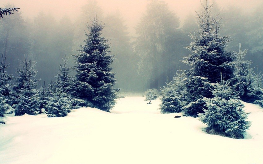 Winter Tree Forest Wallpaper Background HD Download