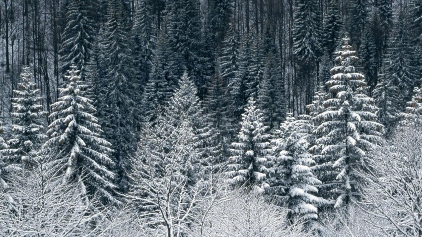 Winter Tree Forest Wallpaper Background HD Download