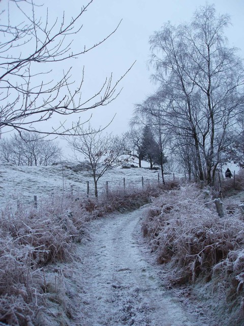 Winter Tree Road Background Full HD Download