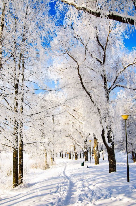 Winter Tree Road Background Full HD Download