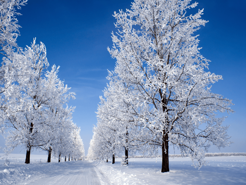 Winter Tree Road Background Full HD Download Free