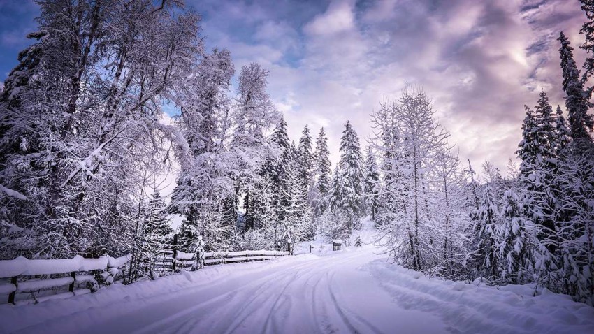 Winter Tree Road Background Full HD Download Free