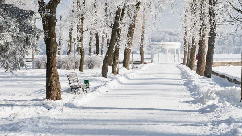 Winter Tree Road Background HD Download