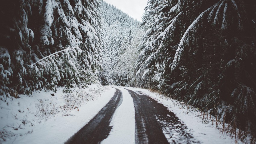 Winter Tree Road  Background HD Download