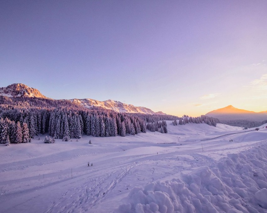 Winter Tree Sky Sunset Background HD Download