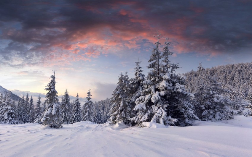 Winter Tree Sky Sunset Background HD Download