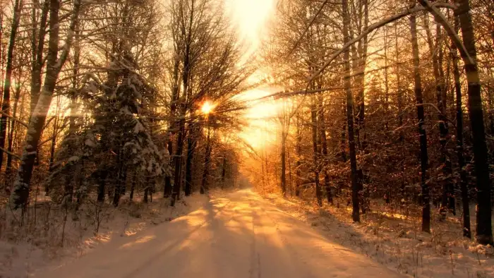 Wintersun Forest Background HD Images Free Download