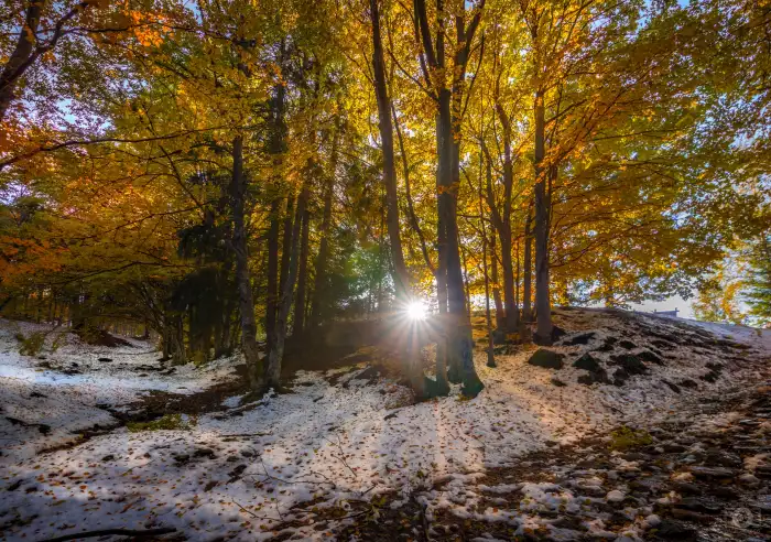 Wintersun Forest Background HD Images Free Download