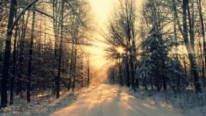 Wintersun Forest Background HD Images Free Download