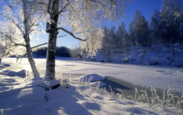 Wintersun Forest Background HD Photos Download