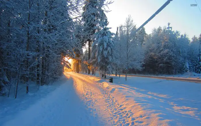 Wintersun Forest Background HD Photos Download