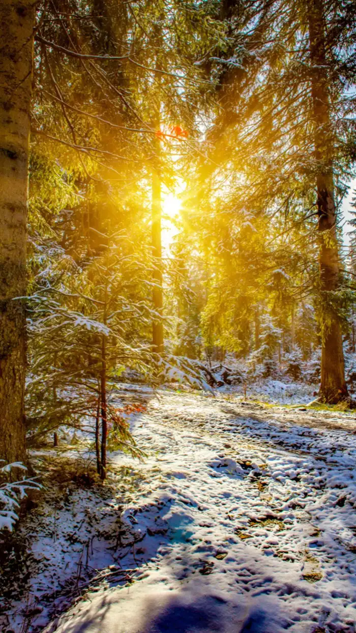 Wintersun Forest Background HD Wallpaper