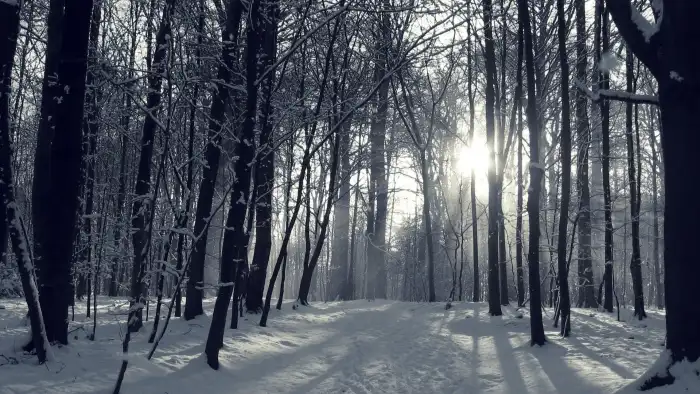 Wintersun Forest Background HD Wallpaper