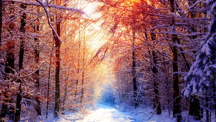 Wintersun Forest Background HD Wallpaper