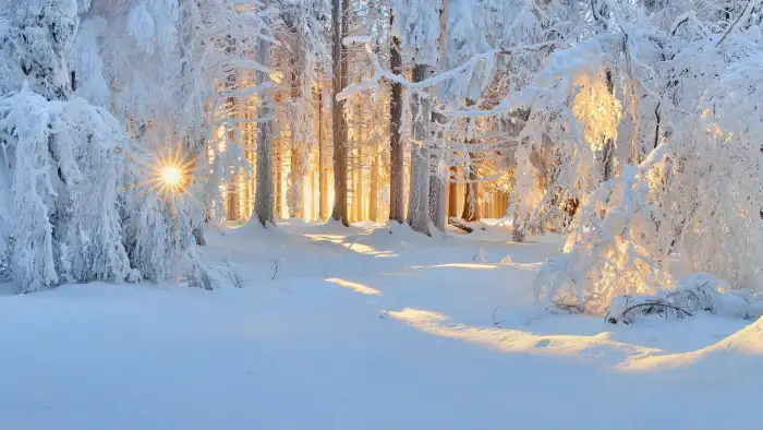 Wintersun Forest Background HD Wallpaper