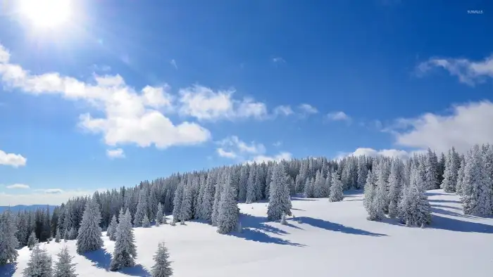 Wintersun Forest Blue Sky Background HD Wallpaper