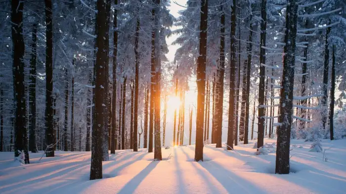 Wintersun Forest Long Tree Background HD Wallpaper