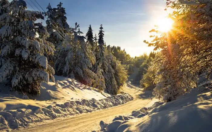 Wintersun Forest Sunrise Road Background HD Wallpaper