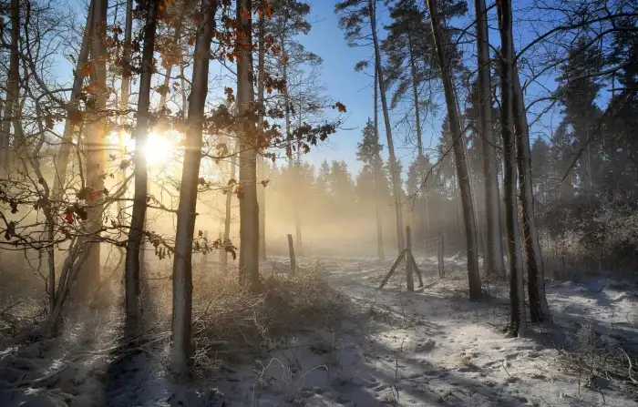 Wintersun Sunrays Forest Background HD Wallpaper