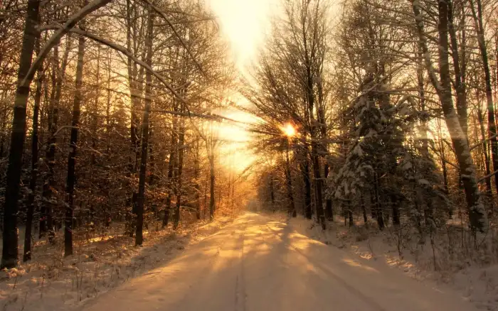 Wintersun Sunrays Sky Forest Background HD Wallpaper