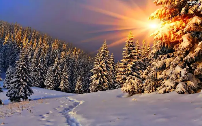 Wintersun Sunrays Sky Forest Background HD Wallpaper