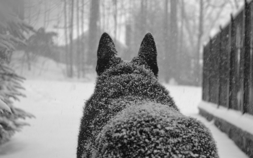 Wolf Back Side Ice Background Full HD Wallpaper Download