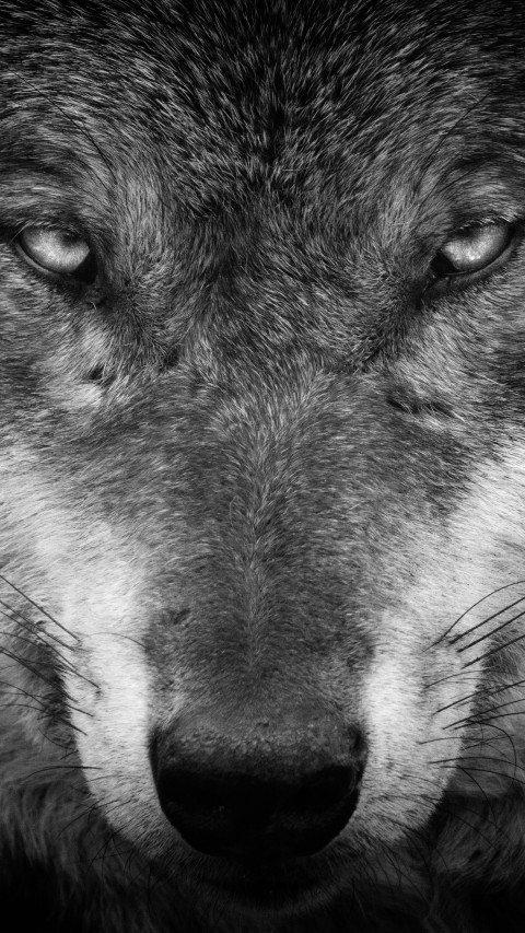 Wolf Face Background Full HD Wallpaper Download