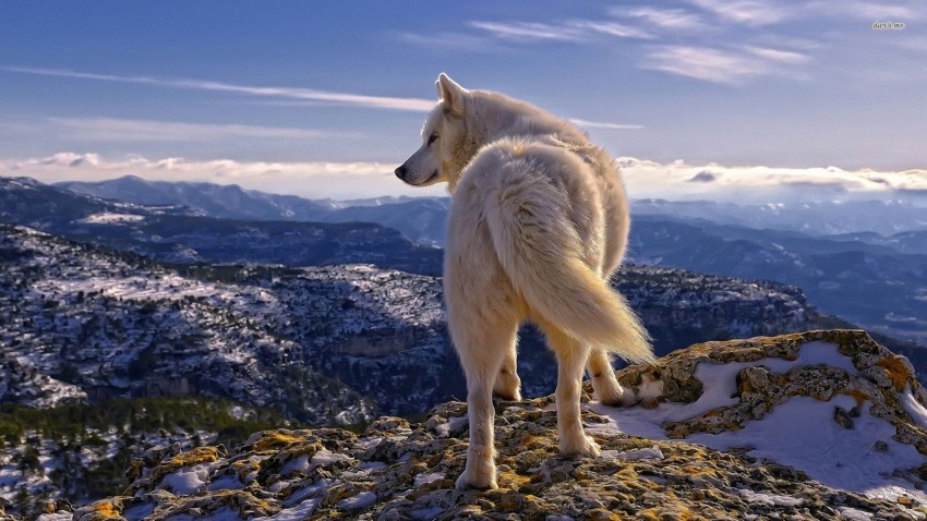 Wolf Full Body Back Side Background Full HD