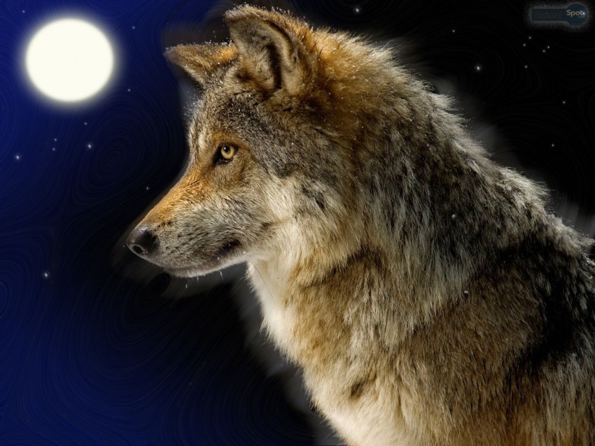 Wolf Moon Background Full HD Wallpaper Download