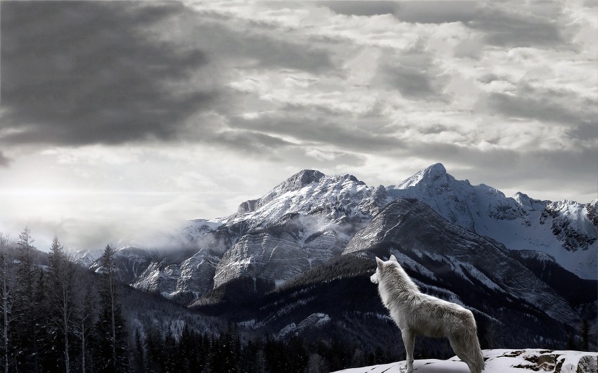 Wolf Mounatin Background Full HD Wallpaper Download