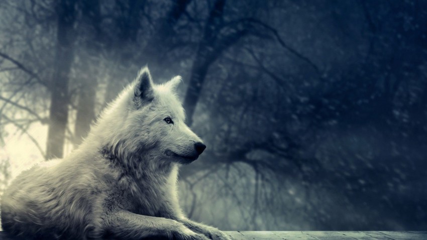 Wolf Sitting In Forest Background Full HD Wallpaper Download