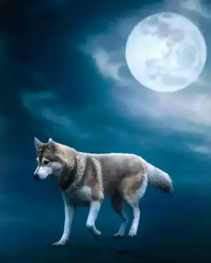 Wolf Walking Full Moon Editing Background HD Download