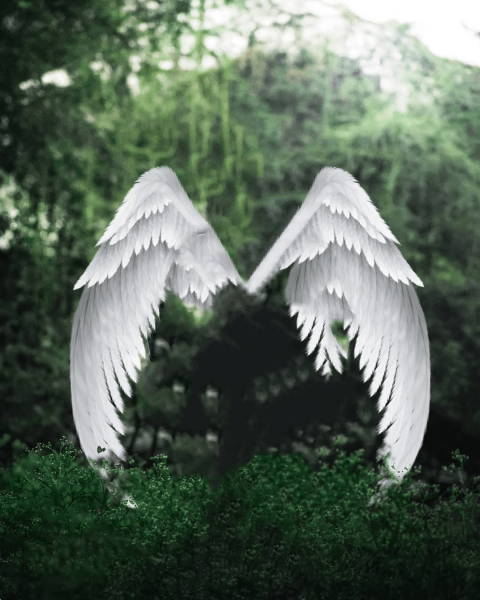 White Wings Picsart Background Download