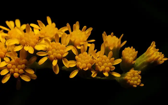 Yellow Black Group Of Yellow Flowers Background HD Wallpapers